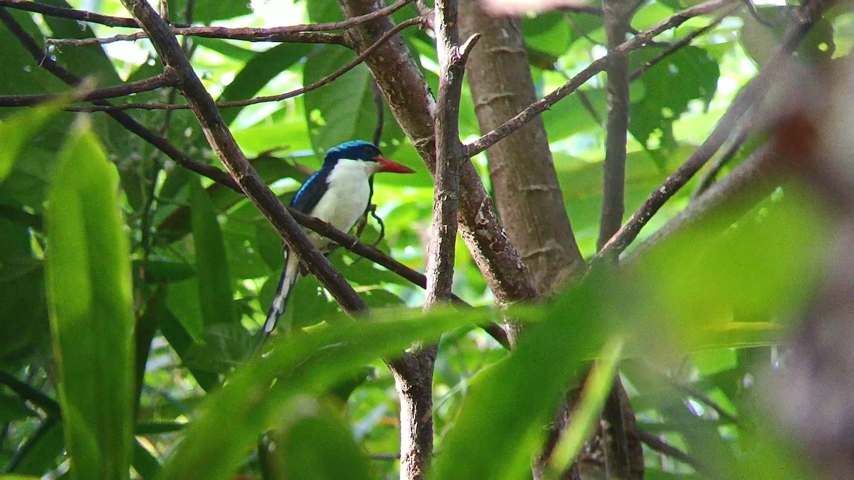 Common Paradise-Kingfisher - ML609092097