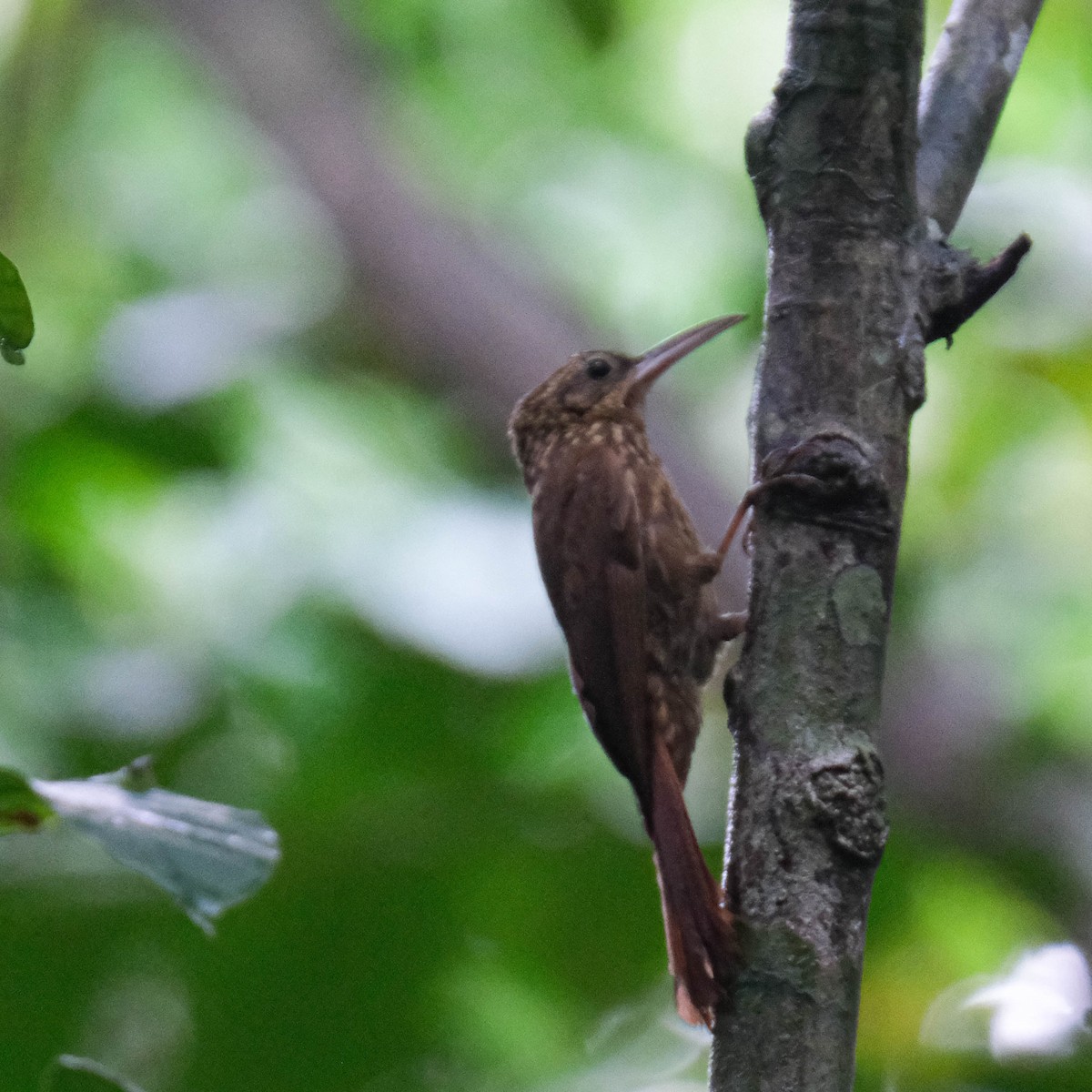 Ceara Woodcreeper - ML609092116