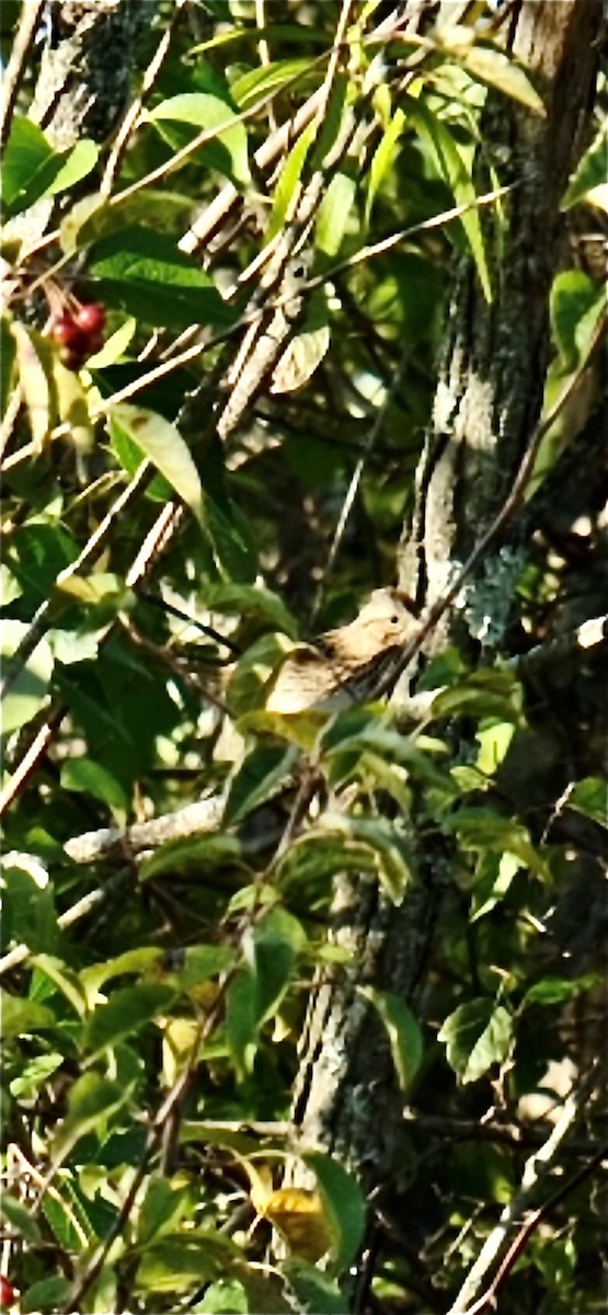 Lincoln's Sparrow - ML609092201