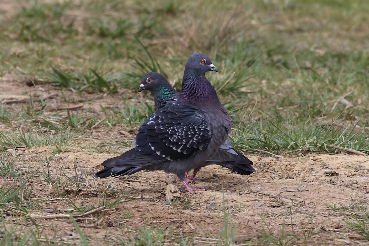 Rock Pigeon (Feral Pigeon) - ML609092210