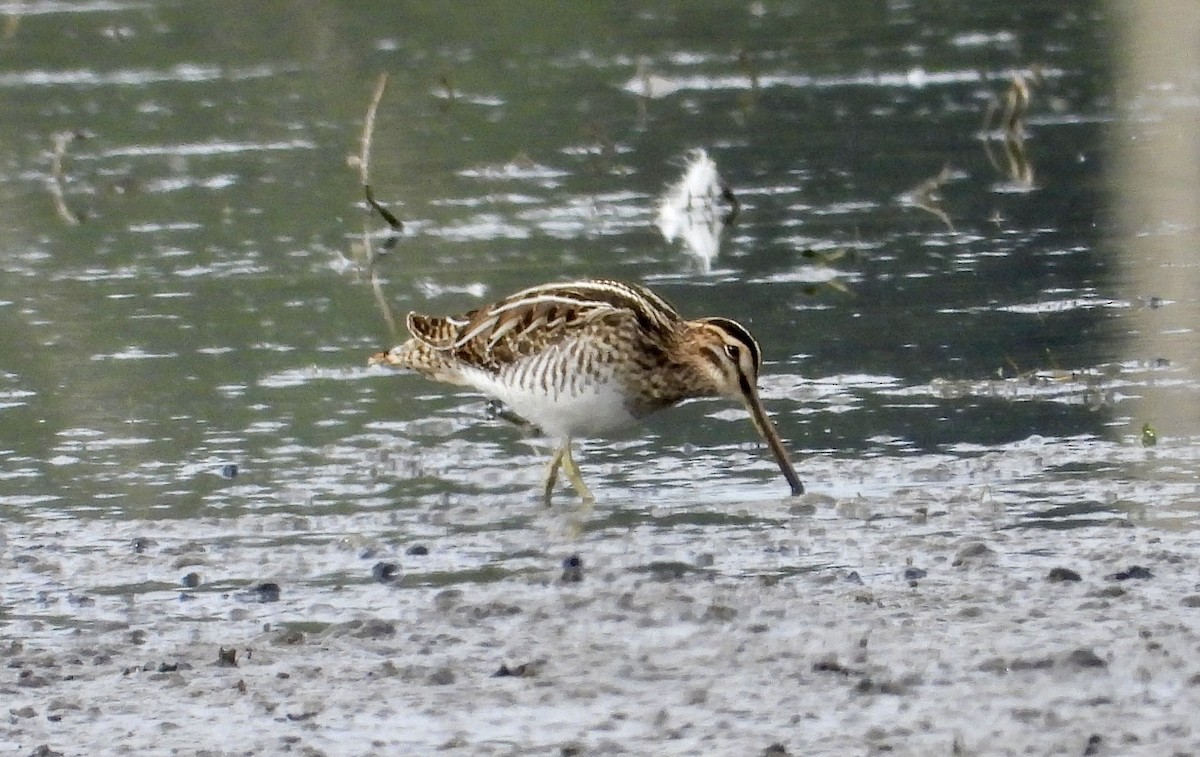 Common Snipe - ML609092235