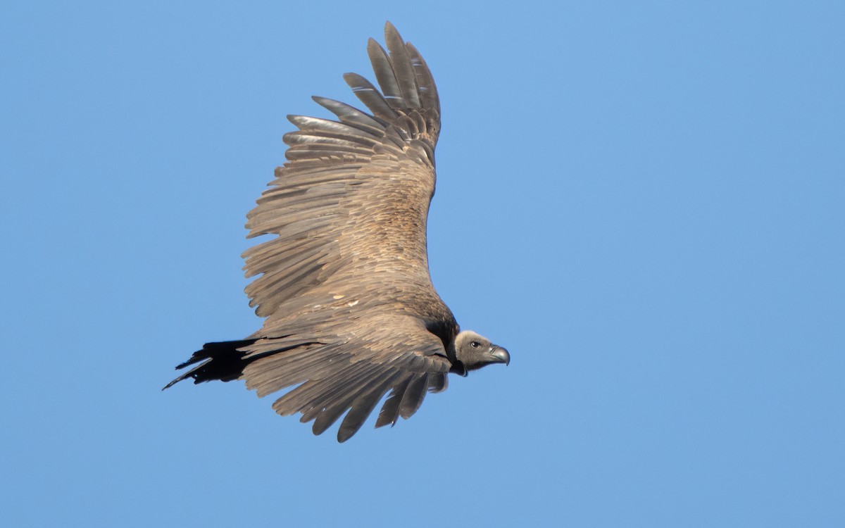 White-backed Vulture - ML609092238