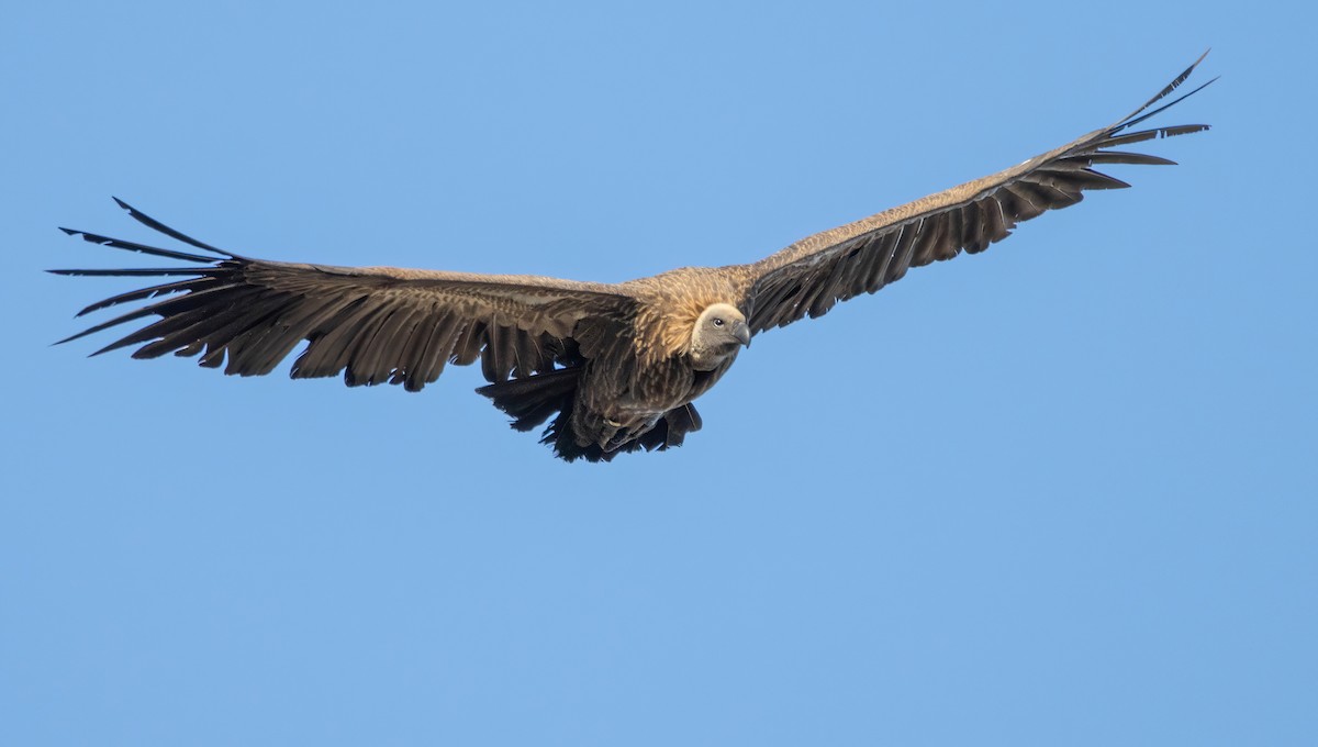 White-backed Vulture - ML609092239