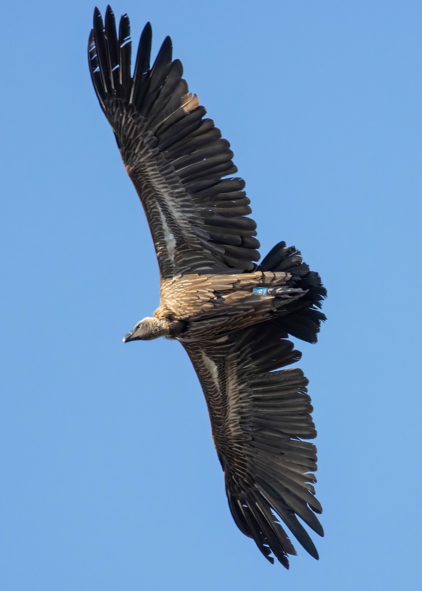 White-backed Vulture - ML609092240