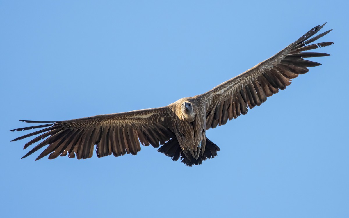 White-backed Vulture - ML609092241