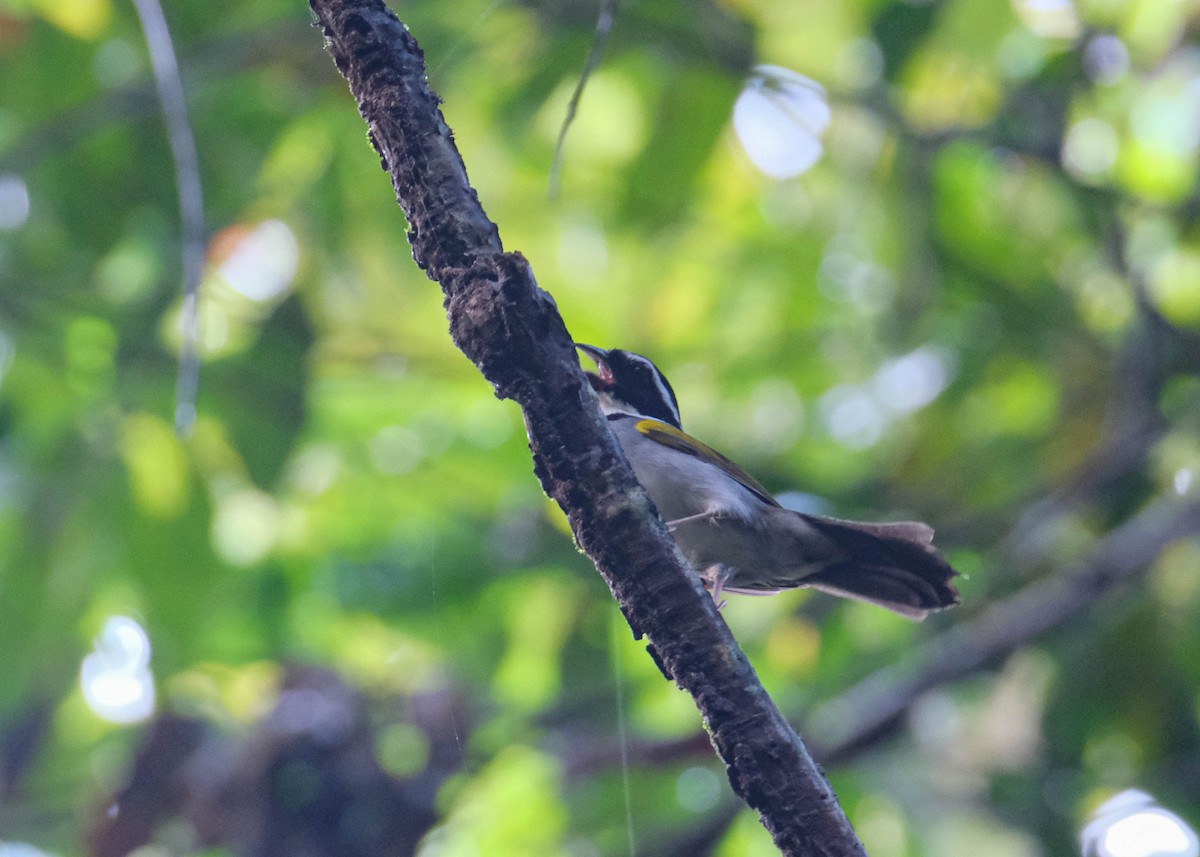 Pectoral Sparrow - ML609092243