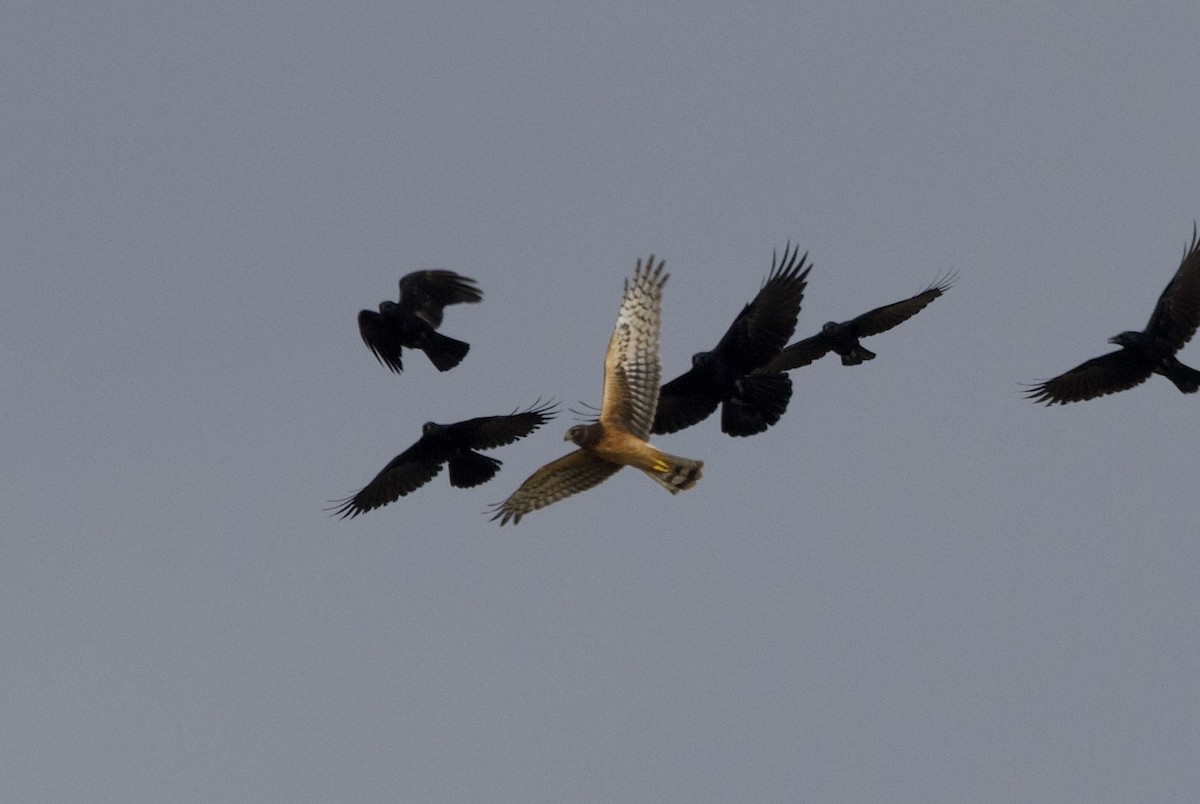 Northern Harrier - John Bruin