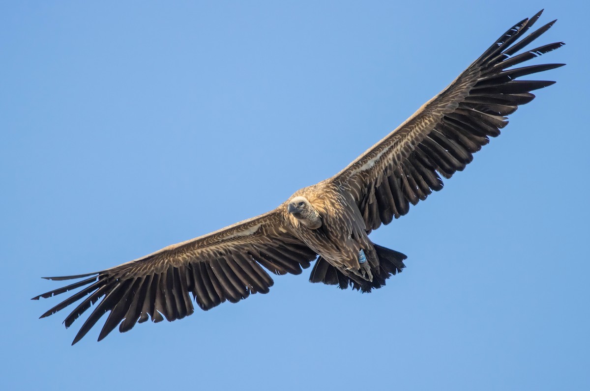 White-backed Vulture - ML609092245