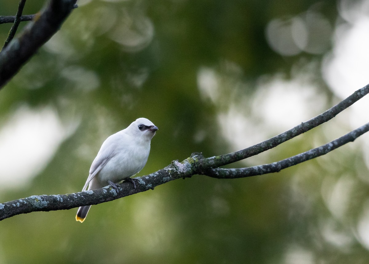 Cedar Waxwing - ML609092360