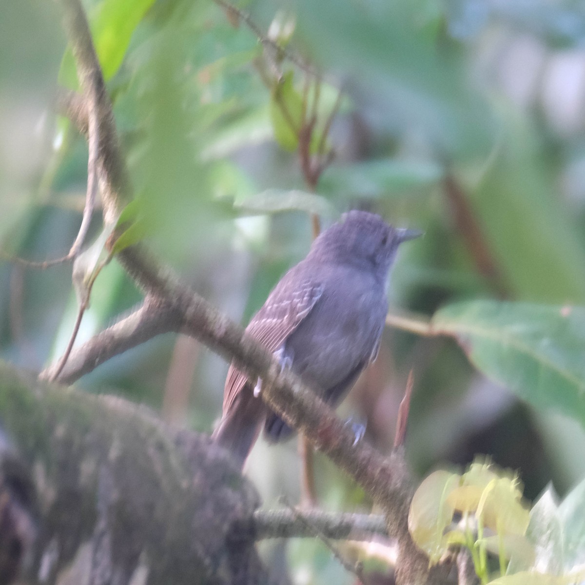 Willis's Antbird - ML609092365