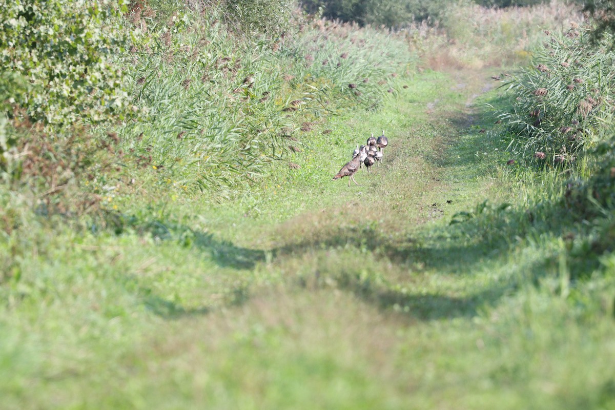 Wild Turkey - Aman Mottaqui-Tabar