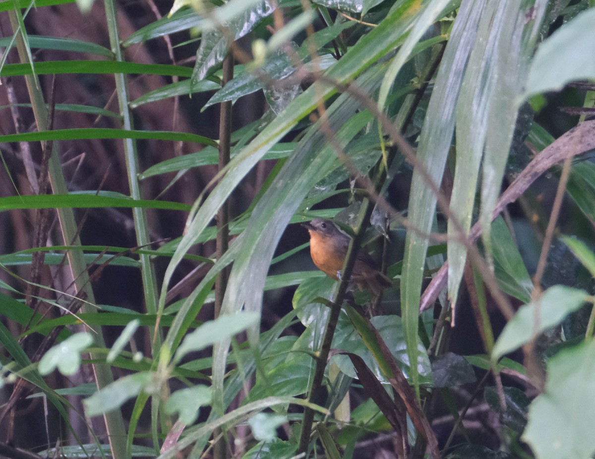 Willis's Antbird - ML609092386