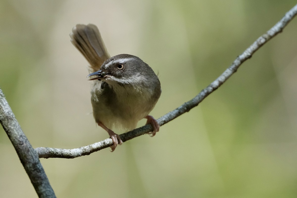 White-browed Scrubwren (White-browed) - ML609092417