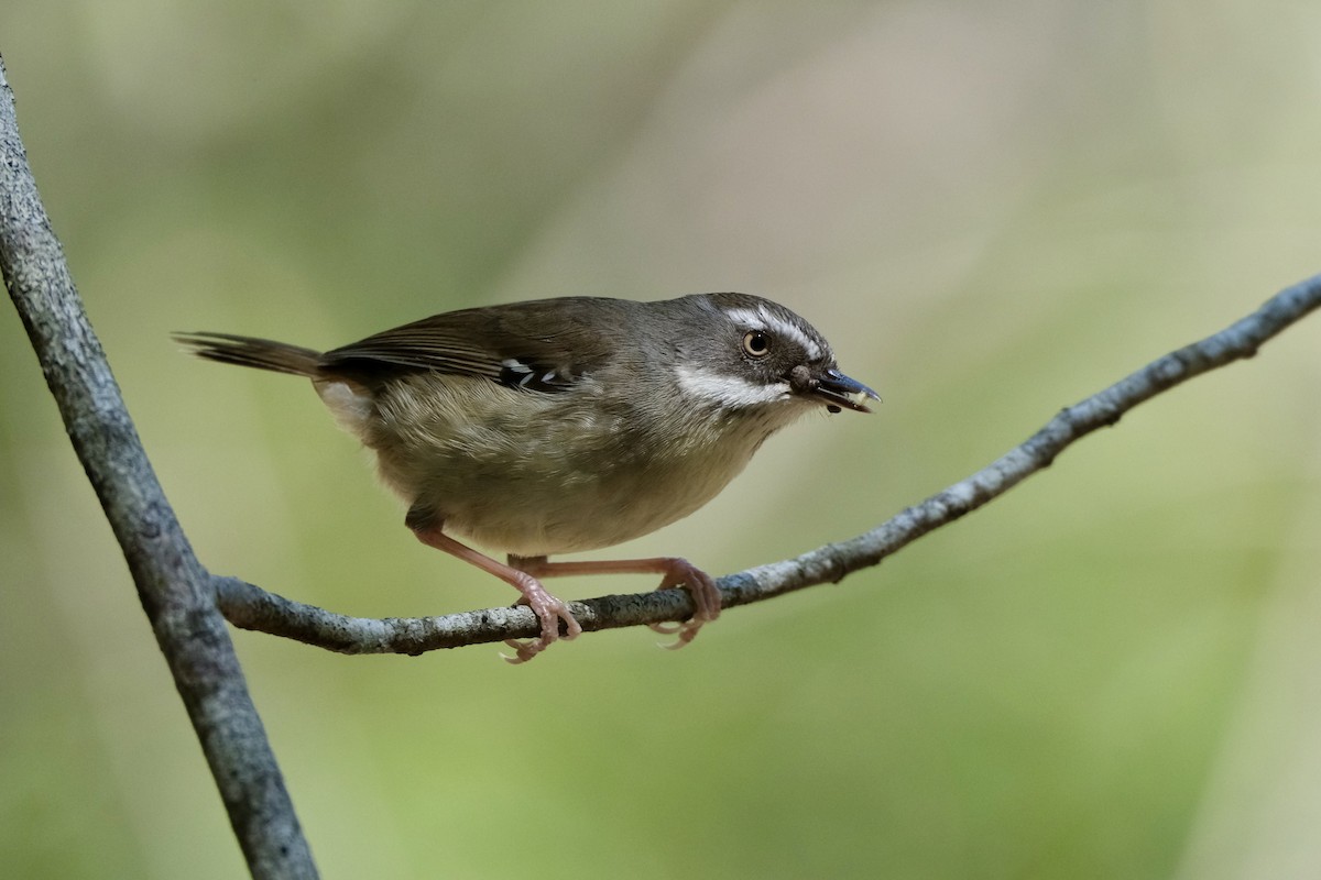 White-browed Scrubwren (White-browed) - ML609092418