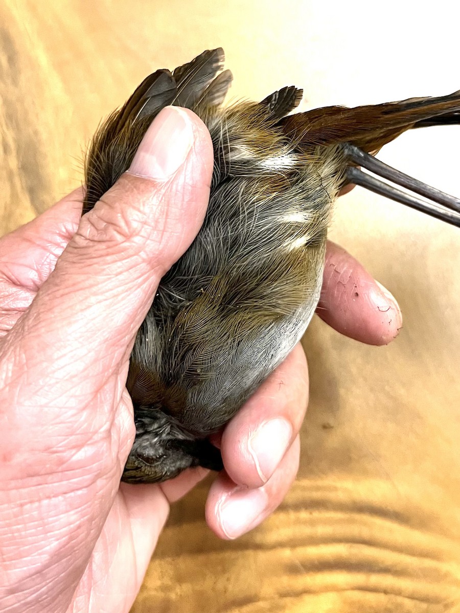 Bagobo Robin - ML609092433