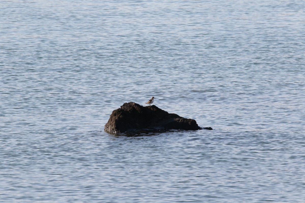 Common Sandpiper - ML609092444