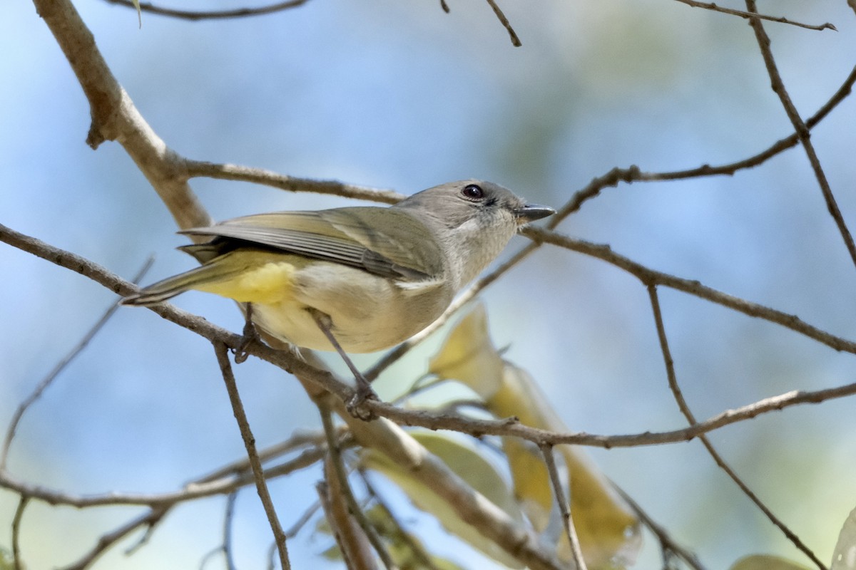 Golden Whistler - ML609092493