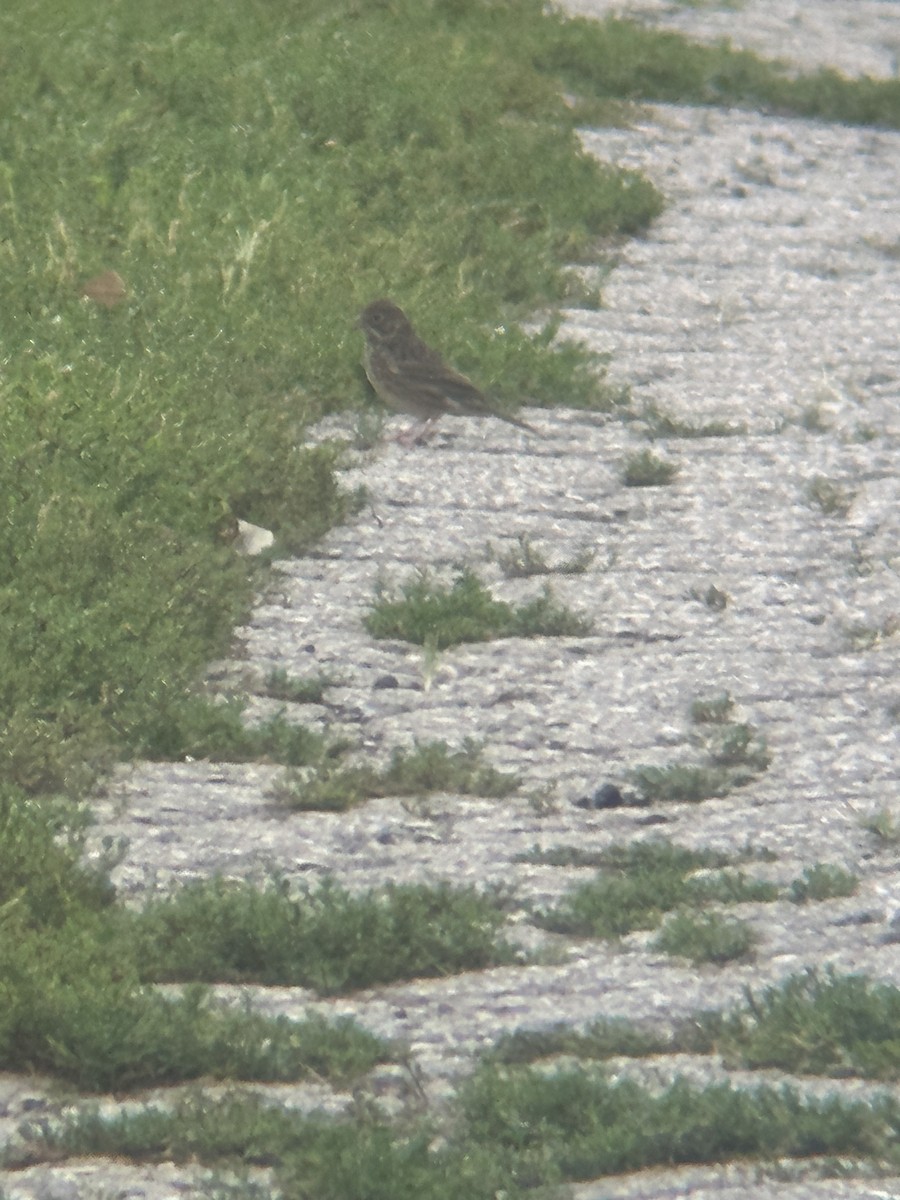 Vesper Sparrow - ML609092531