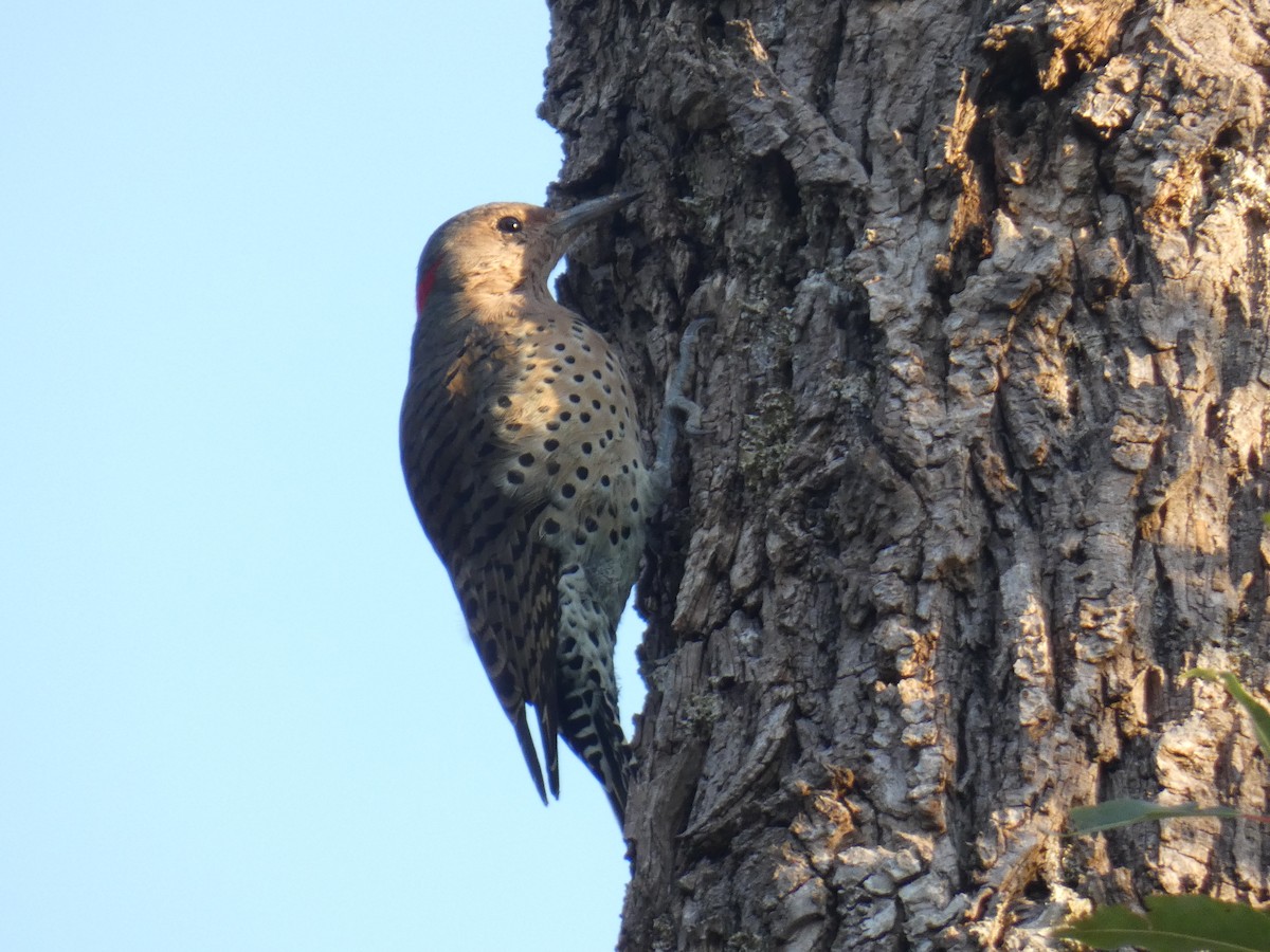 Northern Flicker - ML609092641