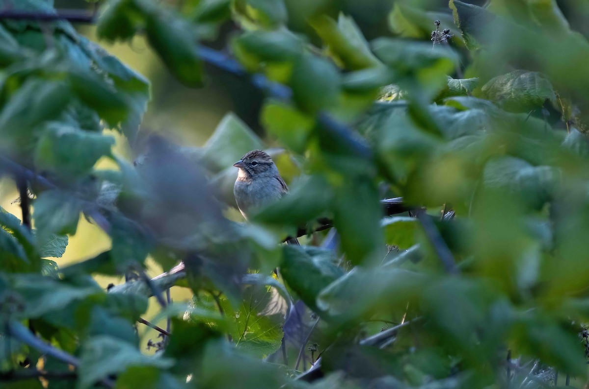 Chipping Sparrow - ML609092654