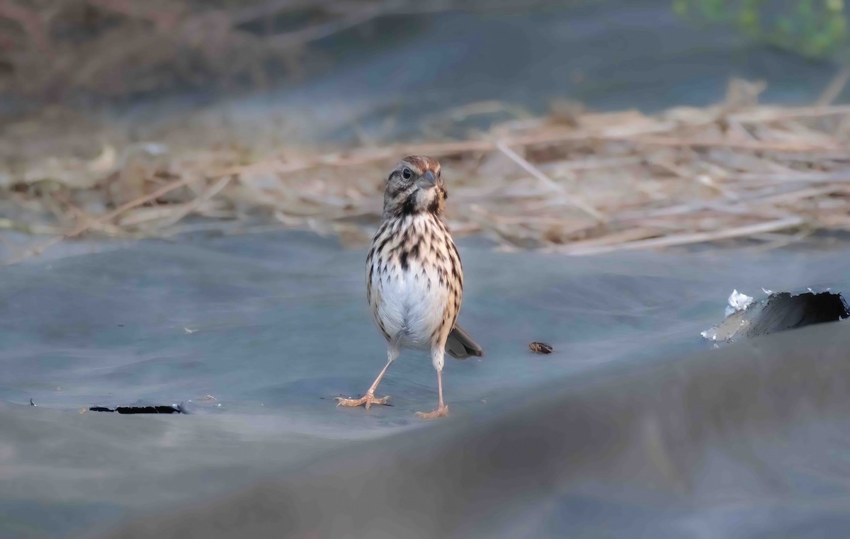 Song Sparrow - ML609092660