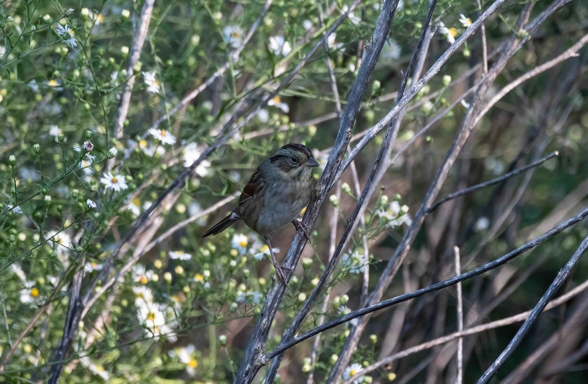 Swamp Sparrow - ML609092663