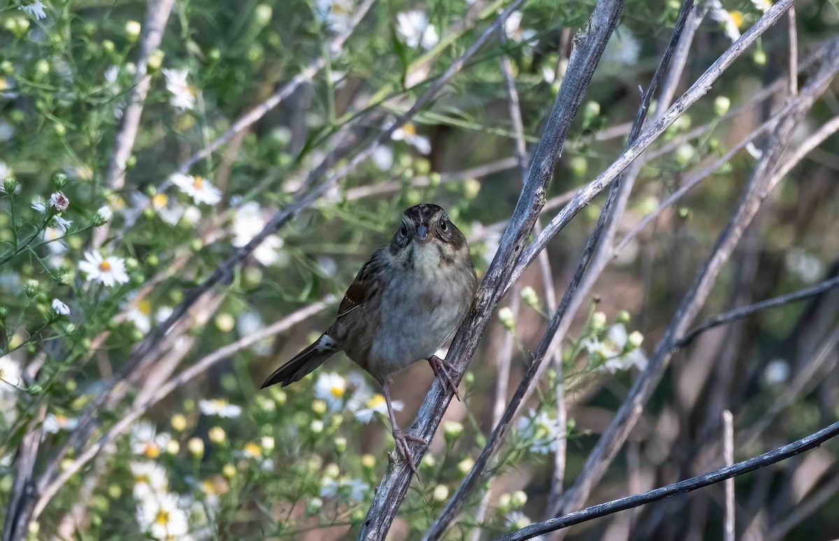 Swamp Sparrow - ML609092664