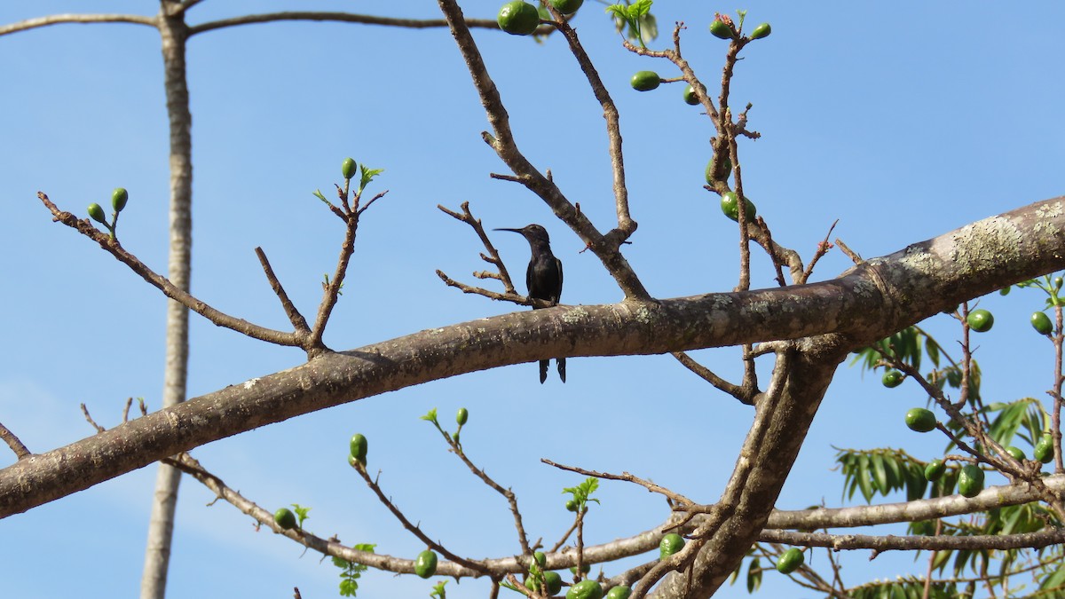 Swallow-tailed Hummingbird - ML609092667