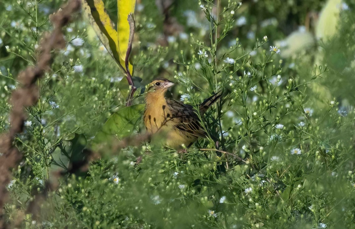 Bobolink - ML609092677