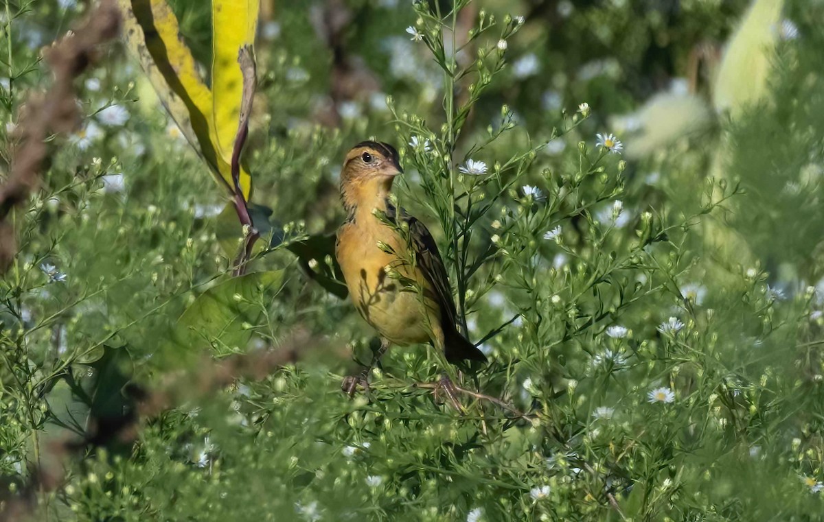 Bobolink - ML609092685