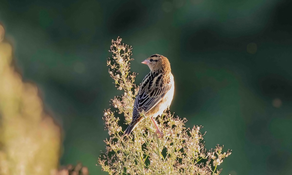 Bobolink - ML609092688