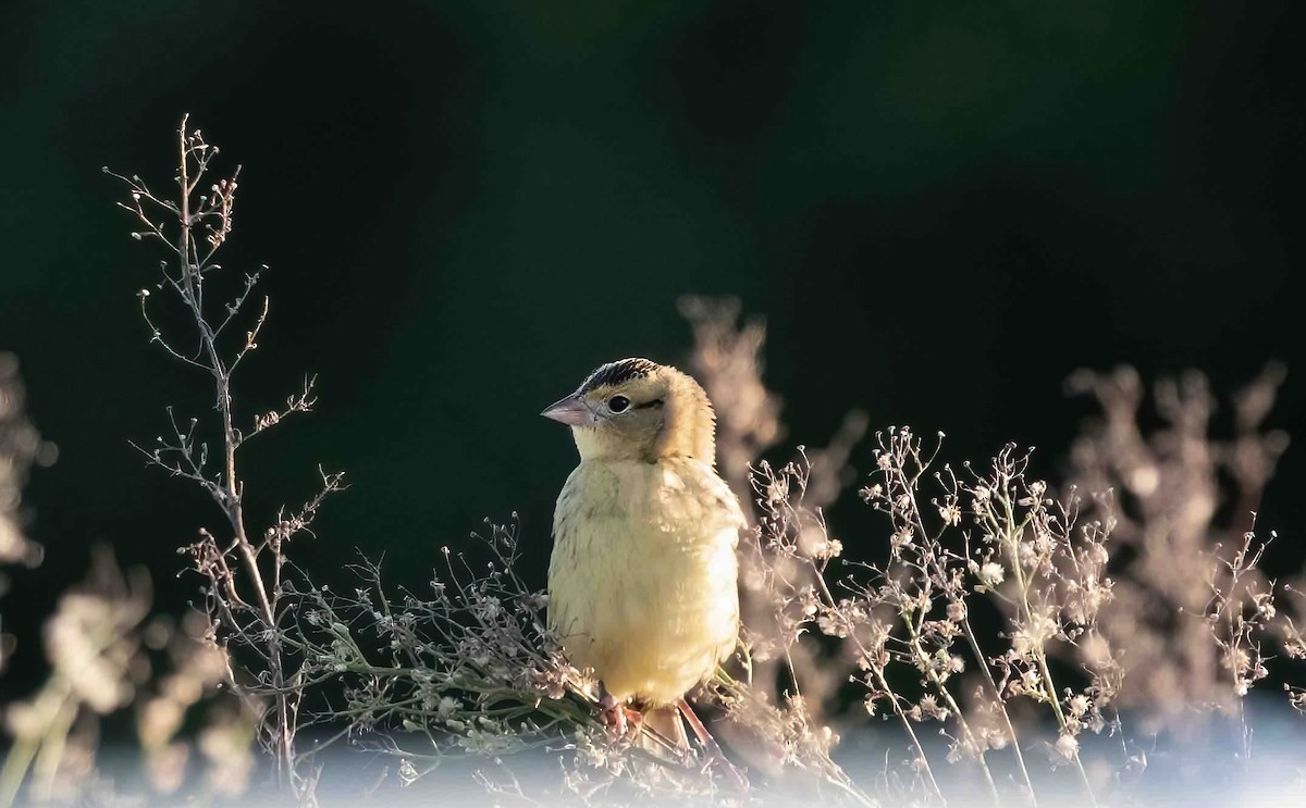Bobolink - ML609092690