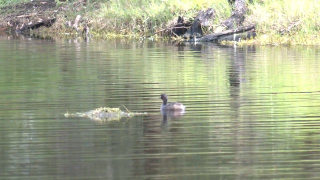 Australasian Grebe - ML609092726