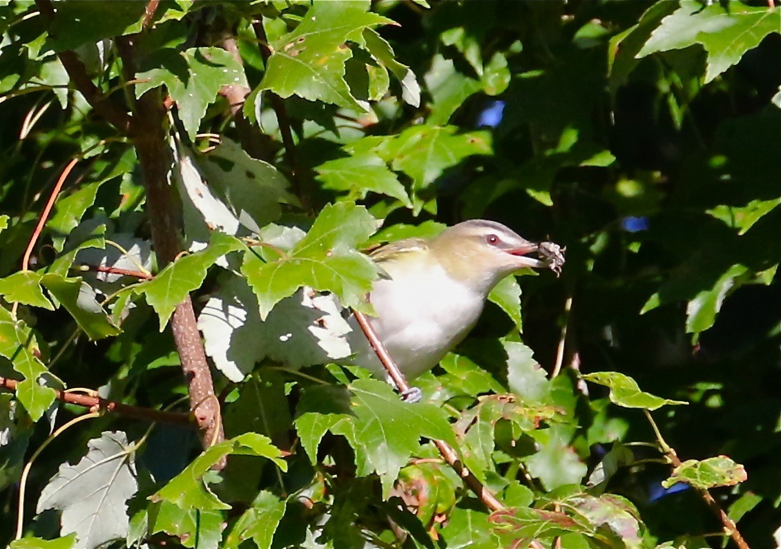 Vireo Ojirrojo - ML609092755