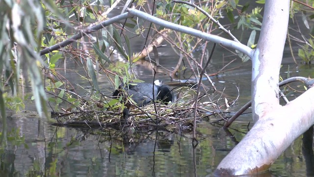 Eurasian Coot - ML609092847