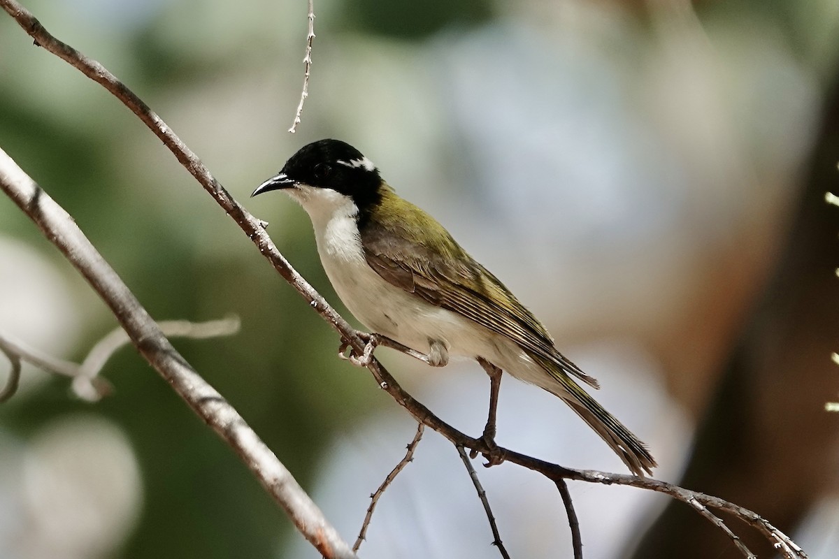 White-throated Honeyeater - ML609092890