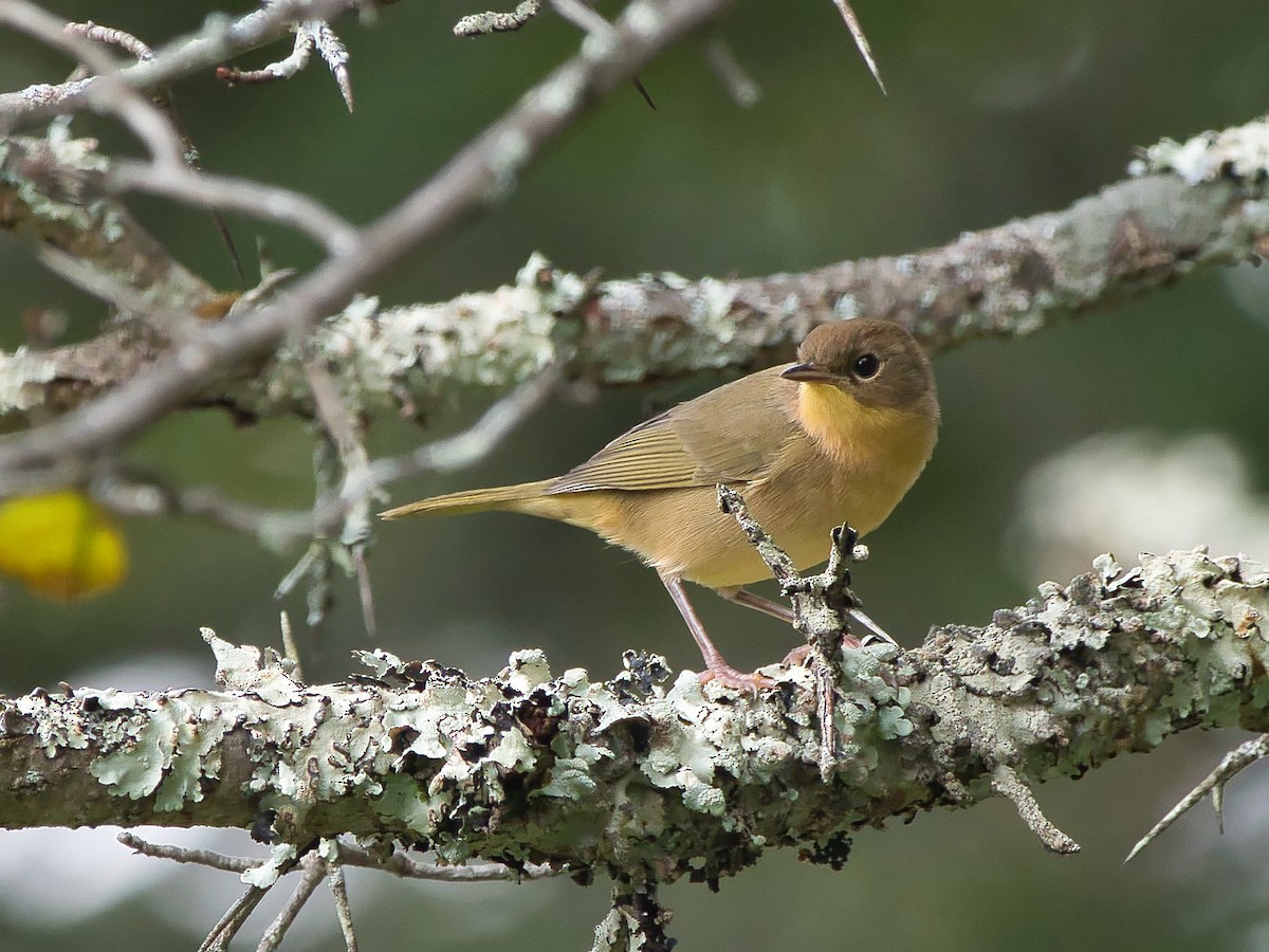 Common Yellowthroat - Jim Triplett