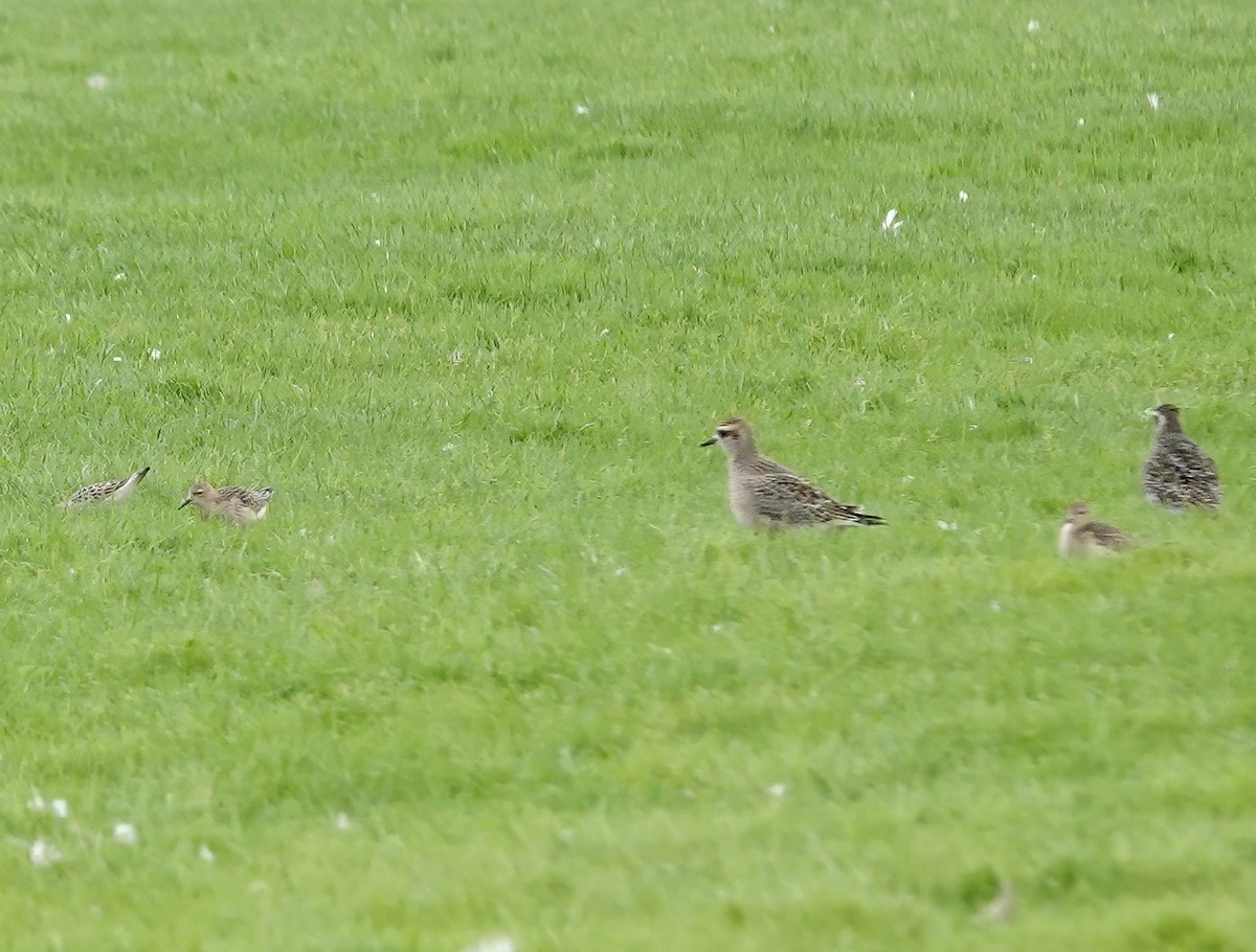 Buff-breasted Sandpiper - ML609092914