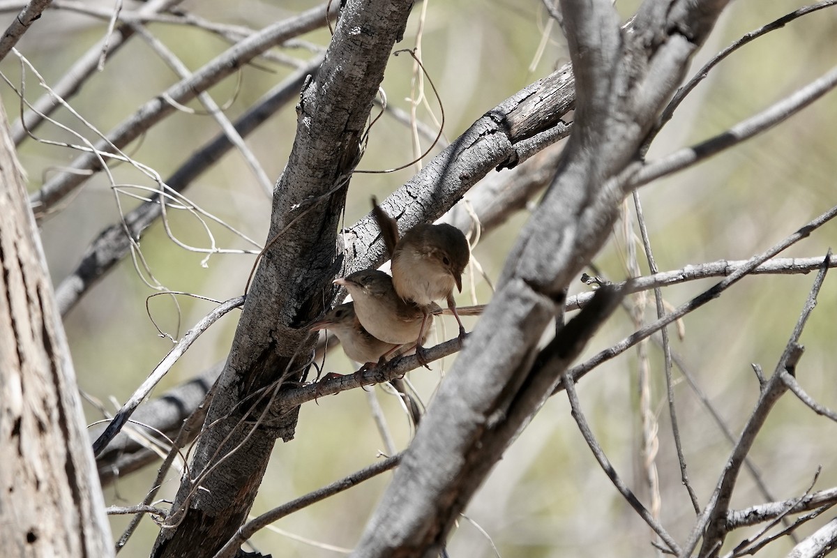 Red-backed Fairywren - ML609092935