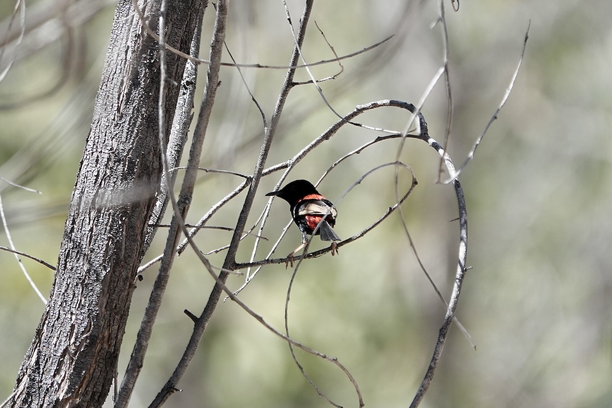 Red-backed Fairywren - ML609092940