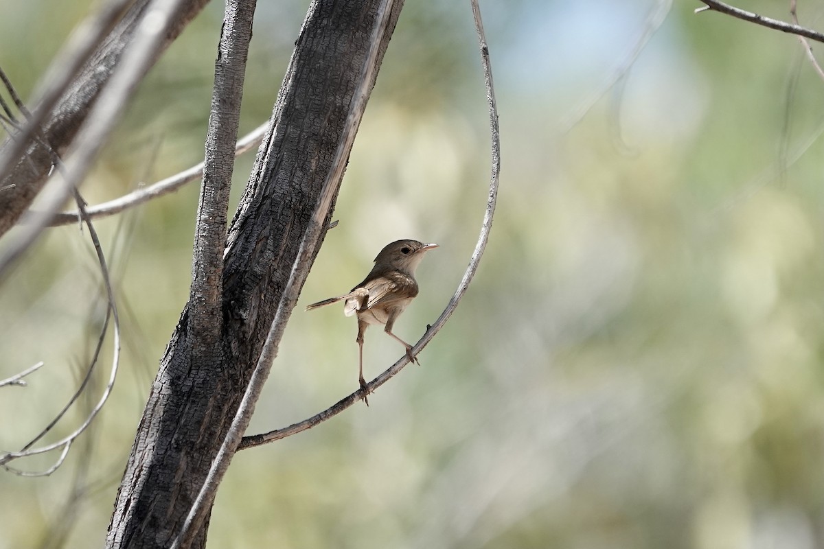 Red-backed Fairywren - ML609092942