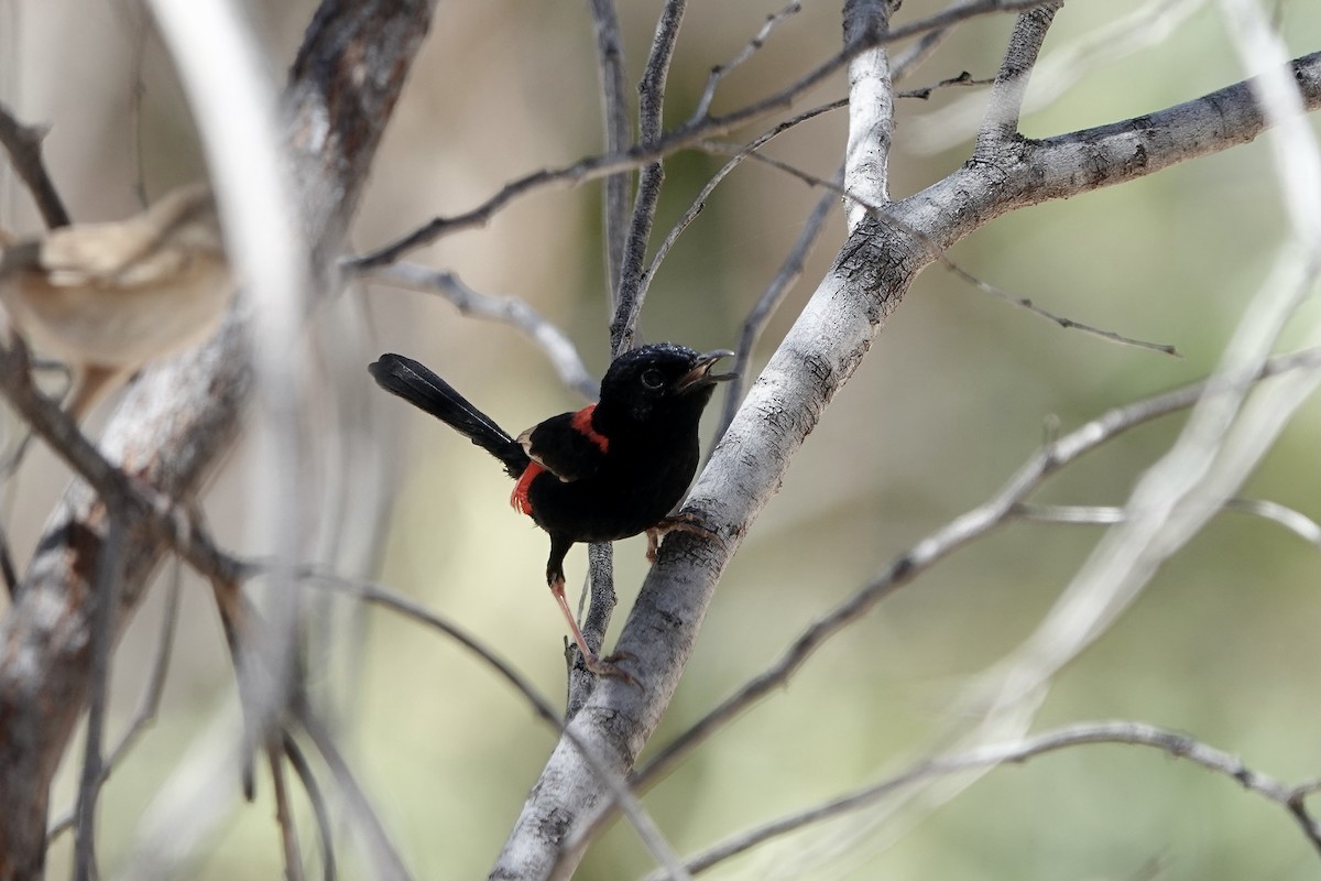 Red-backed Fairywren - ML609092959