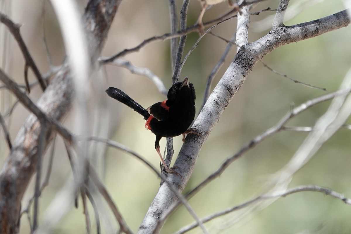 Red-backed Fairywren - ML609092960