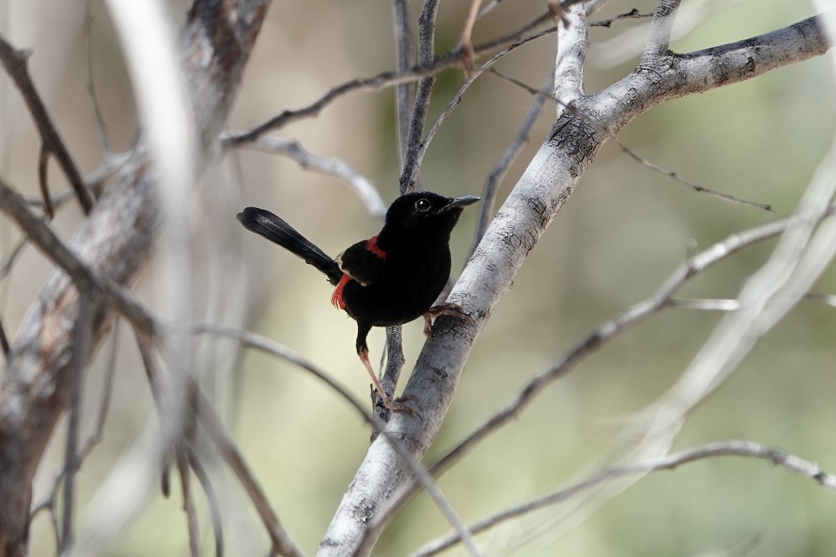 Red-backed Fairywren - ML609092961