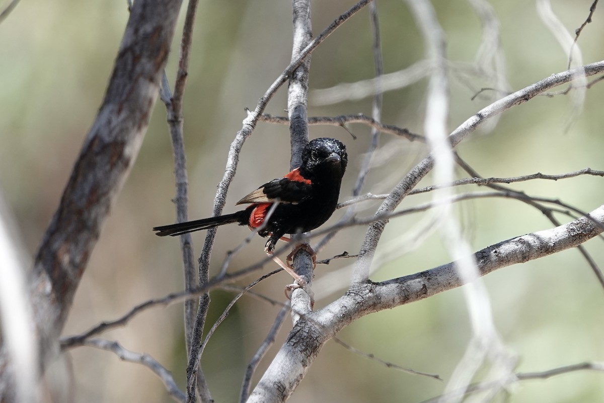 Red-backed Fairywren - ML609092964