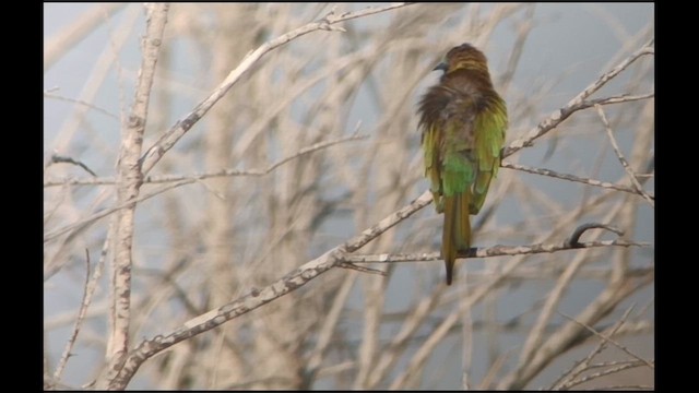 Arabian Green Bee-eater - ML609092979