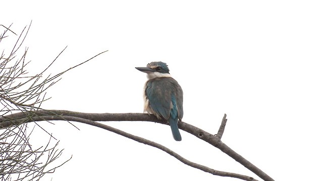 Sacred Kingfisher (Australasian) - ML609093169