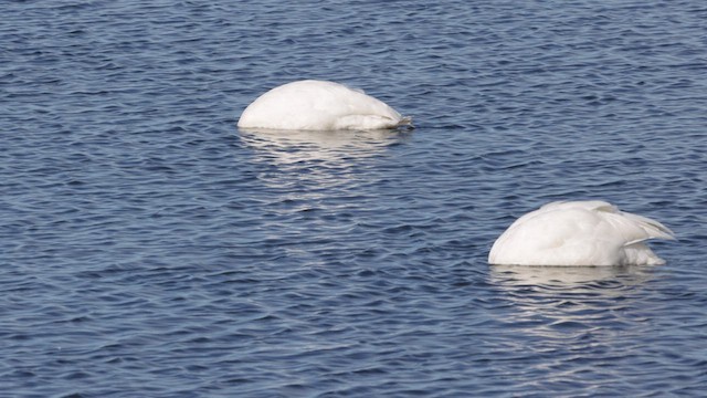 Whooper Swan - ML609093386