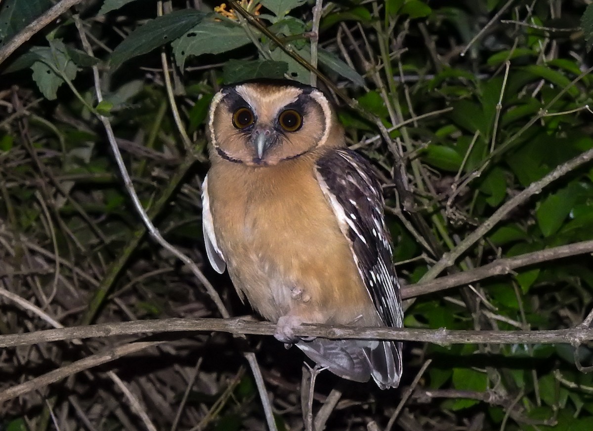 Buff-fronted Owl - ML609093459