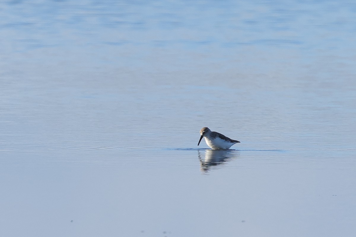 Western Sandpiper - ML609093540